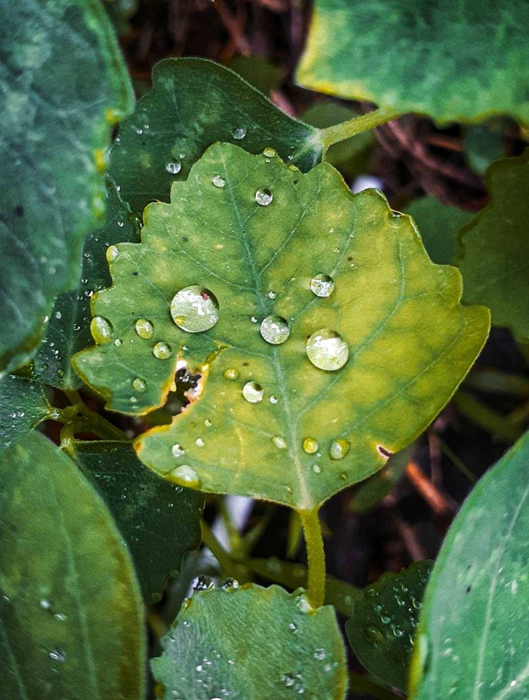 Embun di daun
