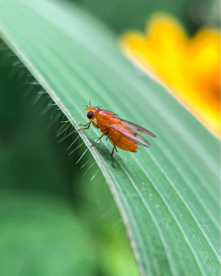 Phaonia pallida || Lalat Orange