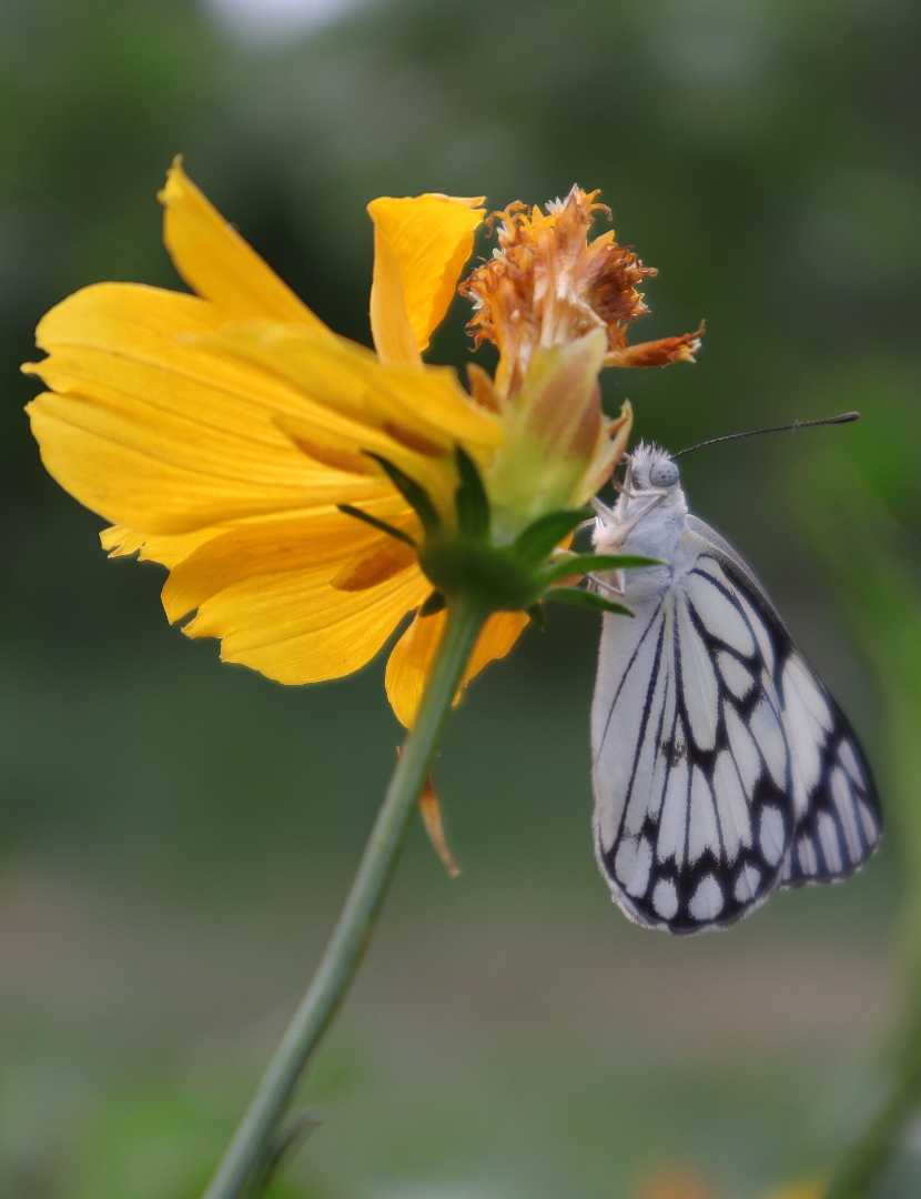 Waiting for you! 🦋💛