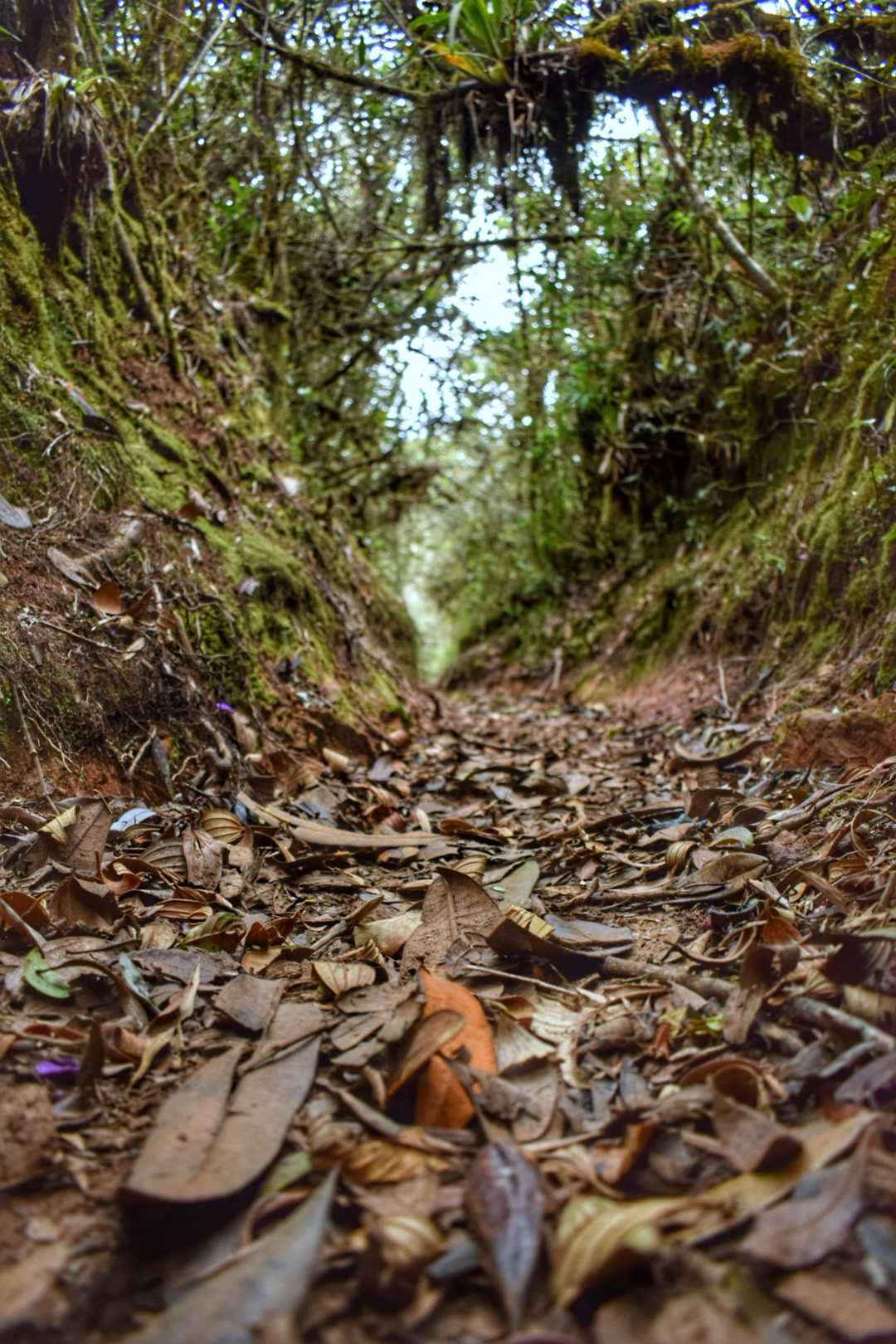 Huellas de la Naturaleza