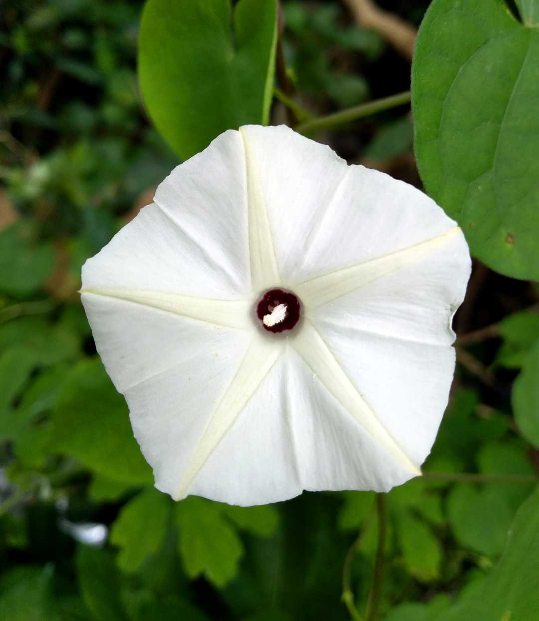 Ipomoea obscura