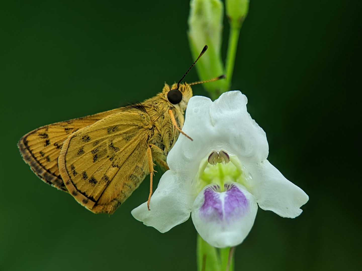 skipper atau photanthus omaha