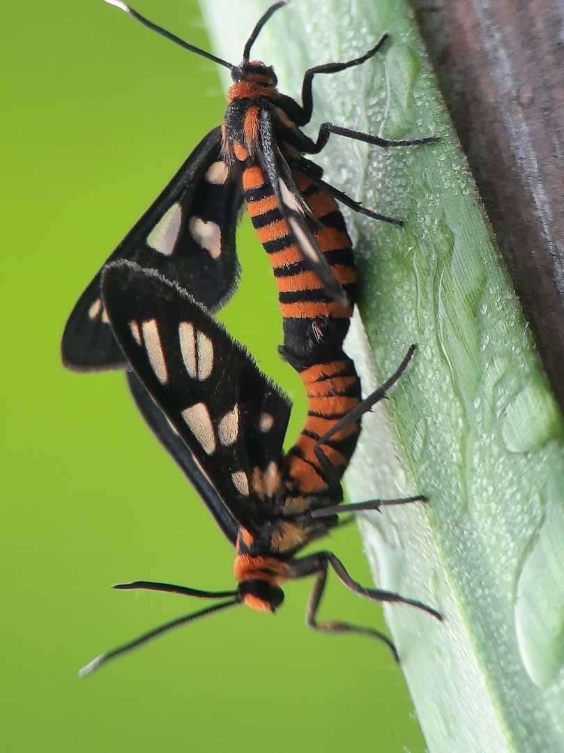 Amata huebneri
