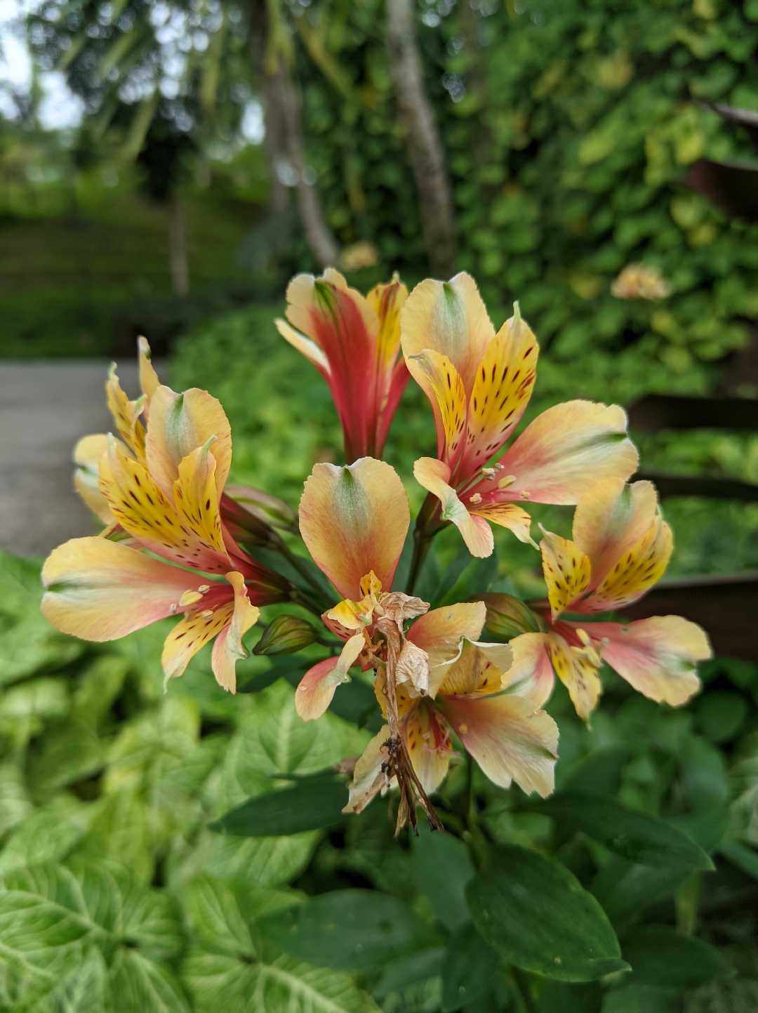 Alstroemeria