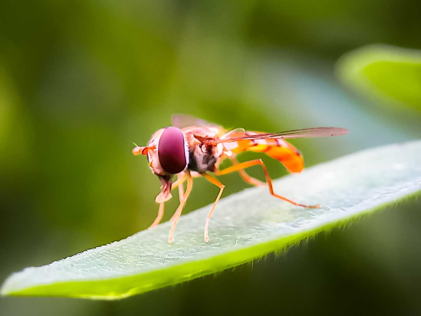 Episyrphus balteatus