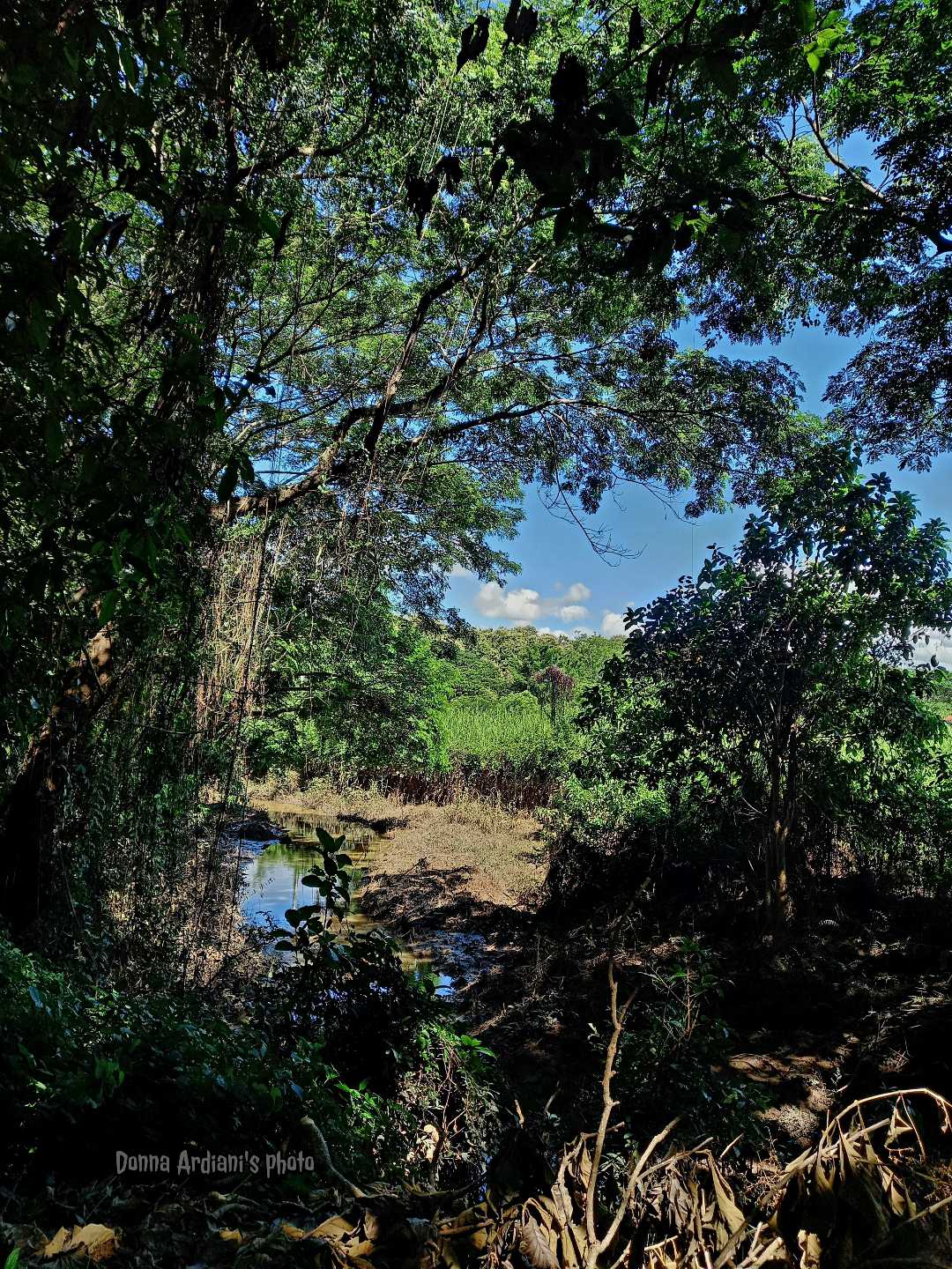 Urban Forest, Chiang Rai