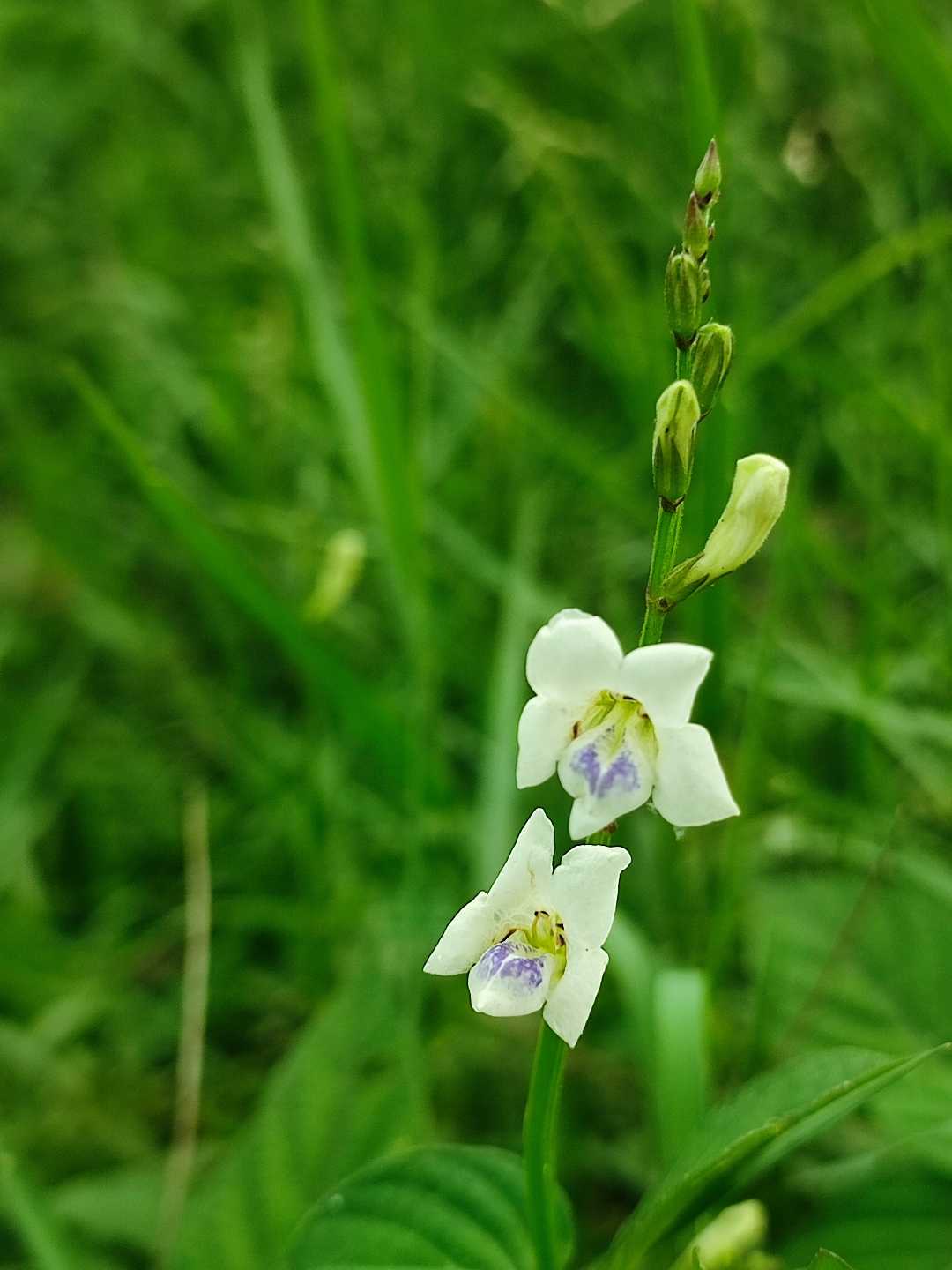 Rumput israel (Asystasia gangetica)