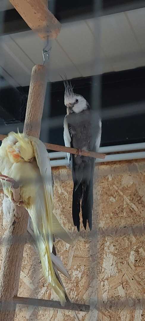 Ninfa 🦜