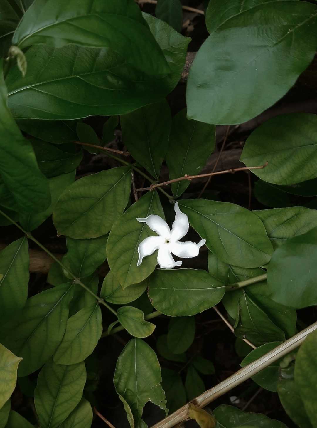 Flower photography 