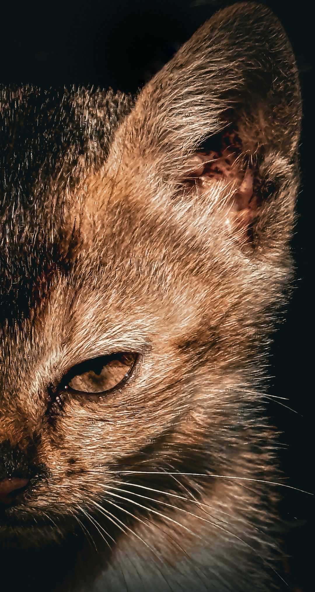 🐱😈