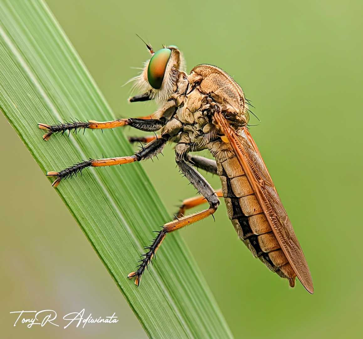 ROBBER FLY