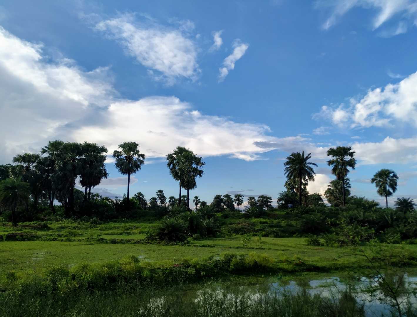 A Beautiful Nature 