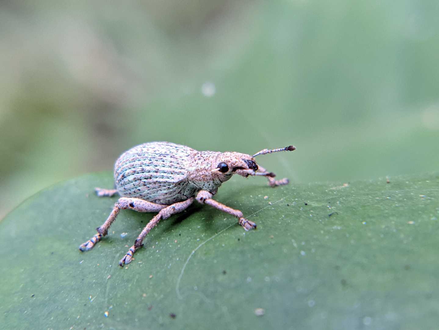 Entiminae