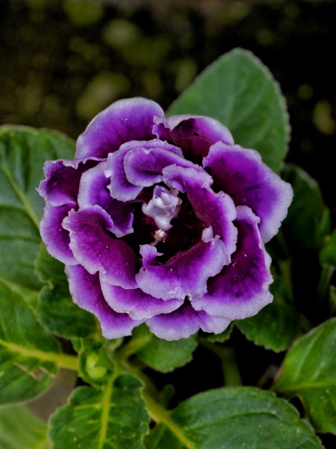 Gloxinia