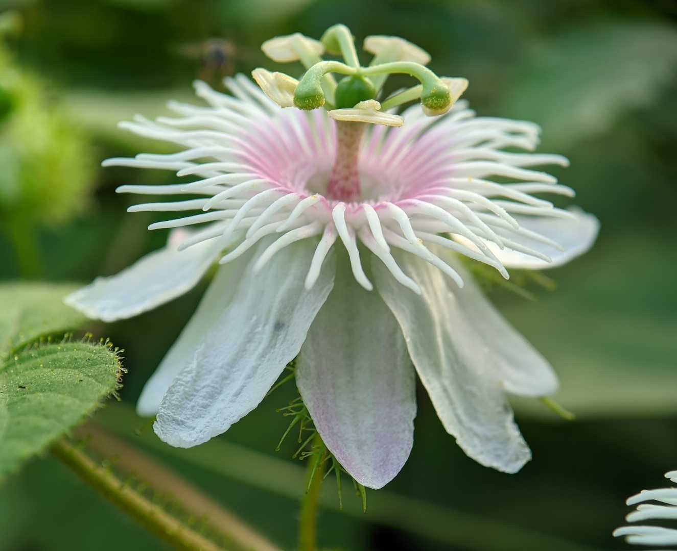 Rambusa 