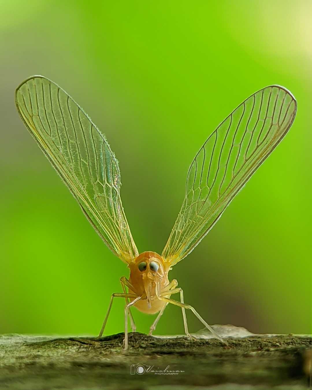 planthopper
