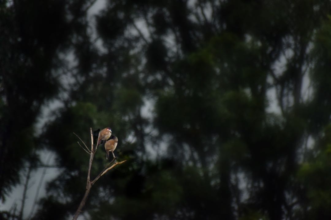 The bulbul couple.