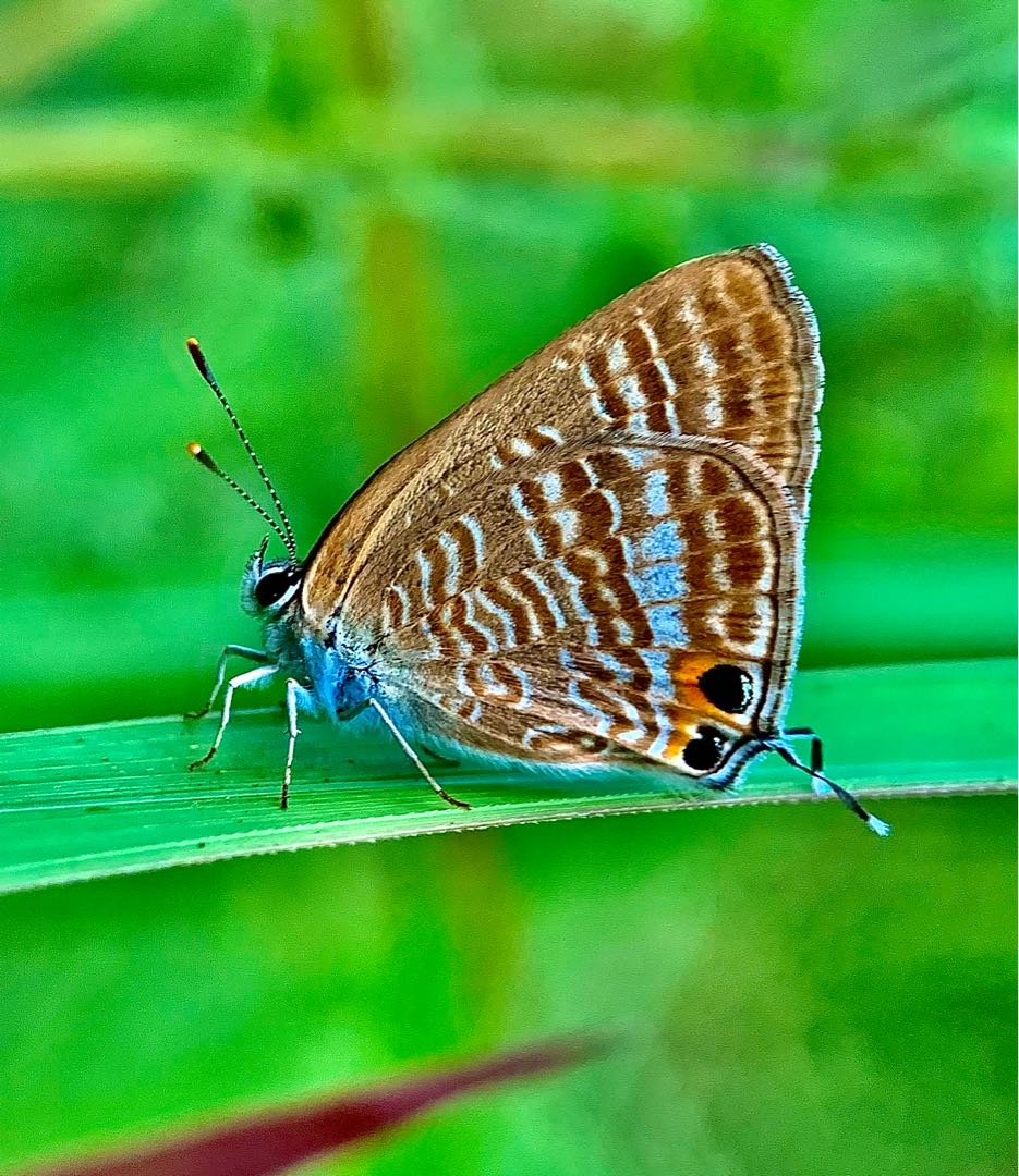 kupu Banded treebrown 