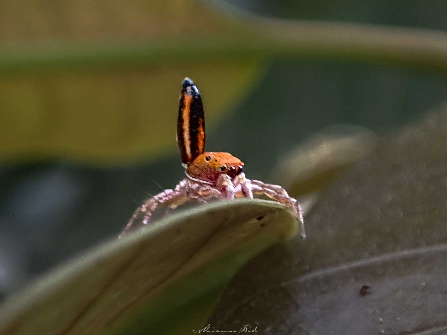 Cosmophasis