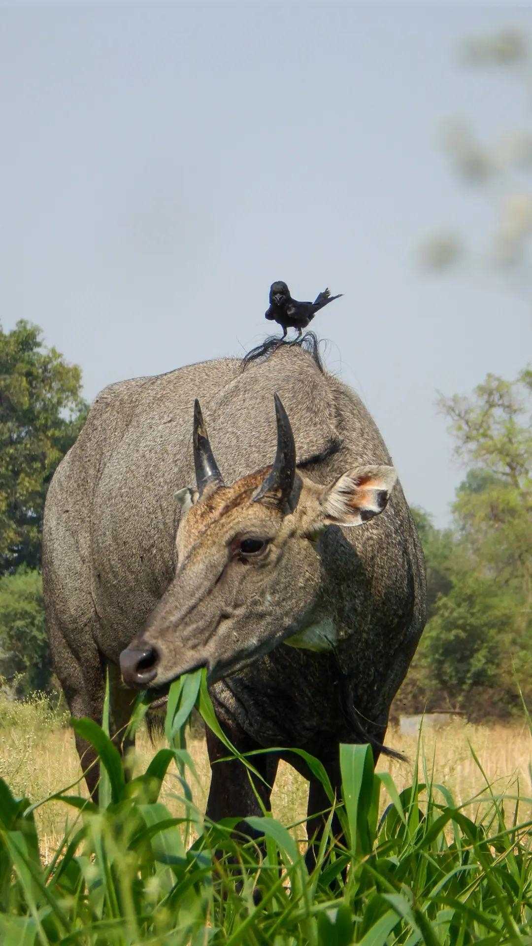 Nilgai and black dogrongo