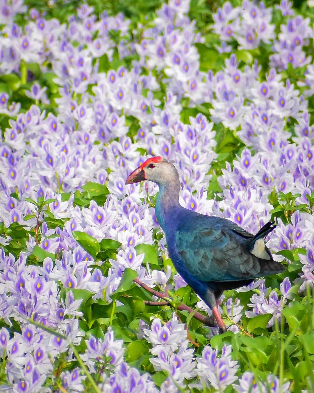 walking in Flowers 