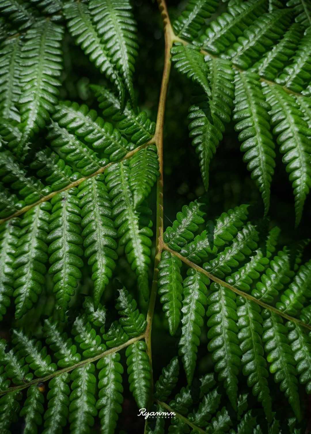 Daun