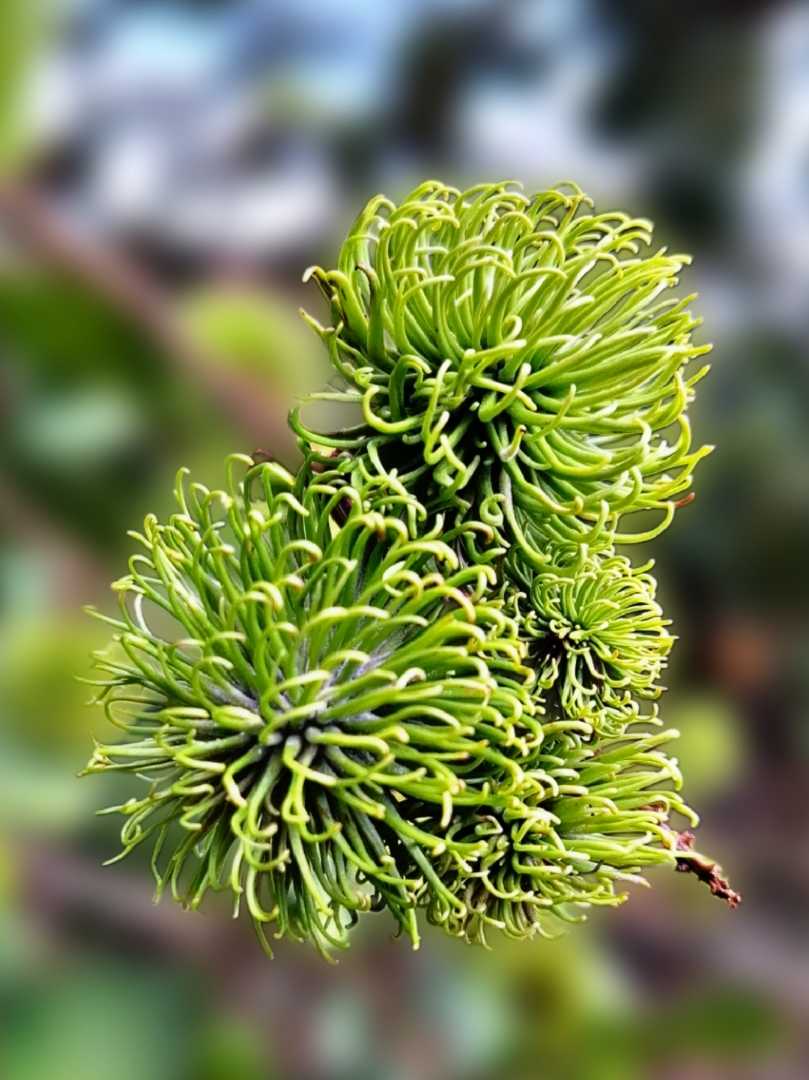 putik rambutan