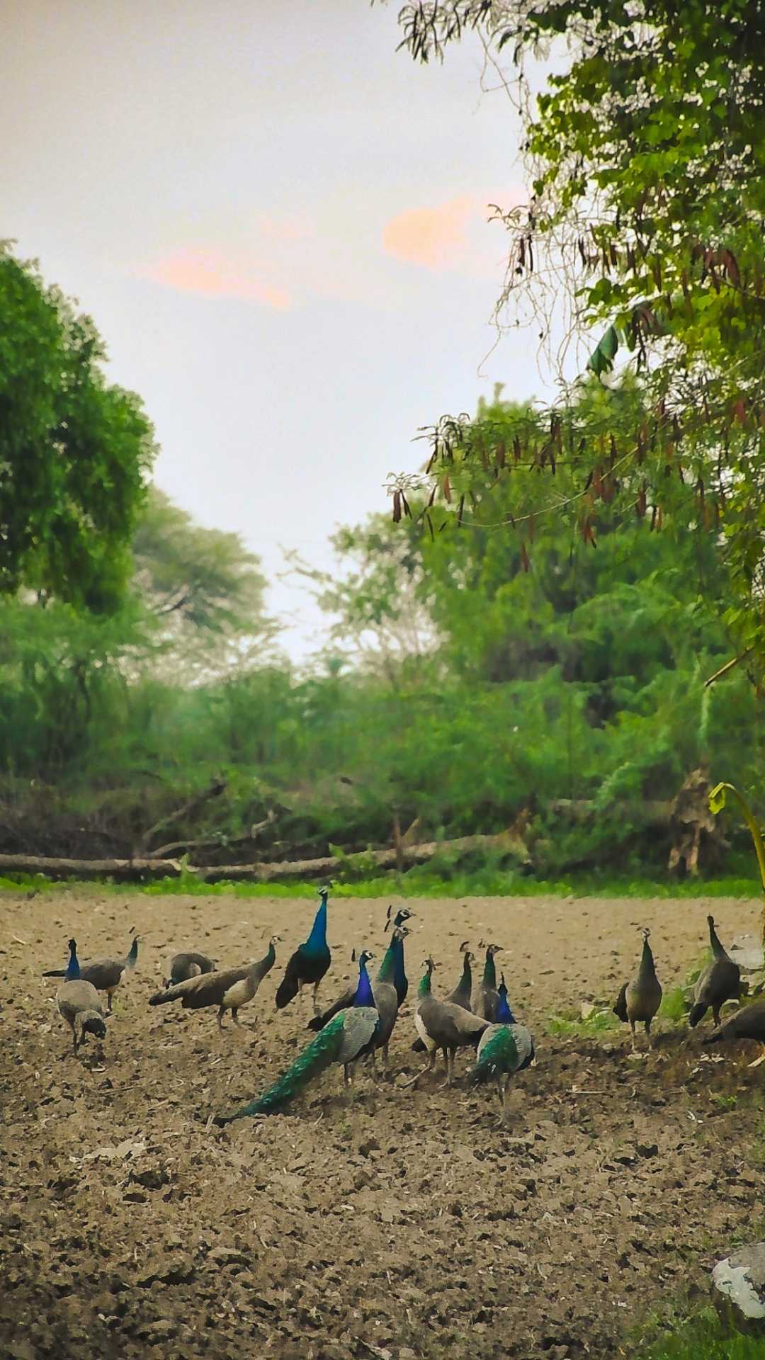 peacock 🦚