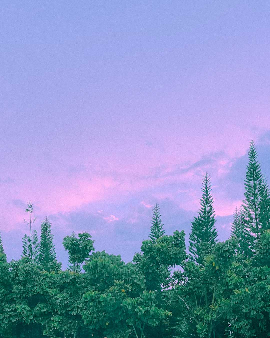 🌲🌌