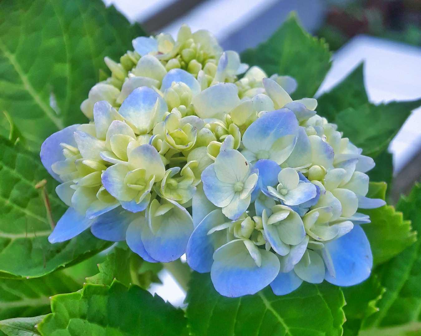 Hydrangea