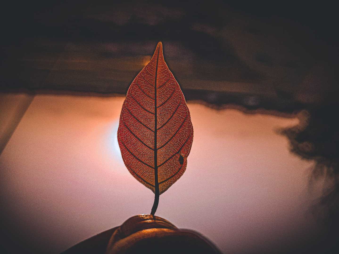 Leaf 