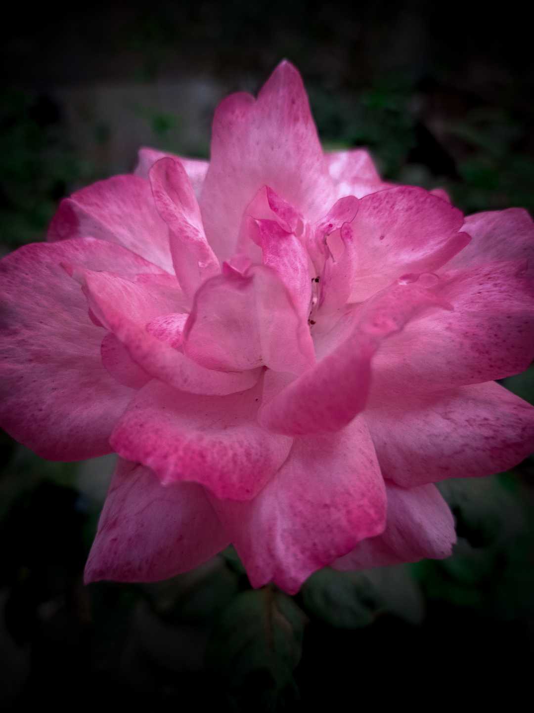 Rose 🌹