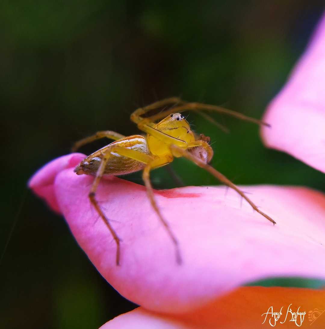 A striped lynx spider