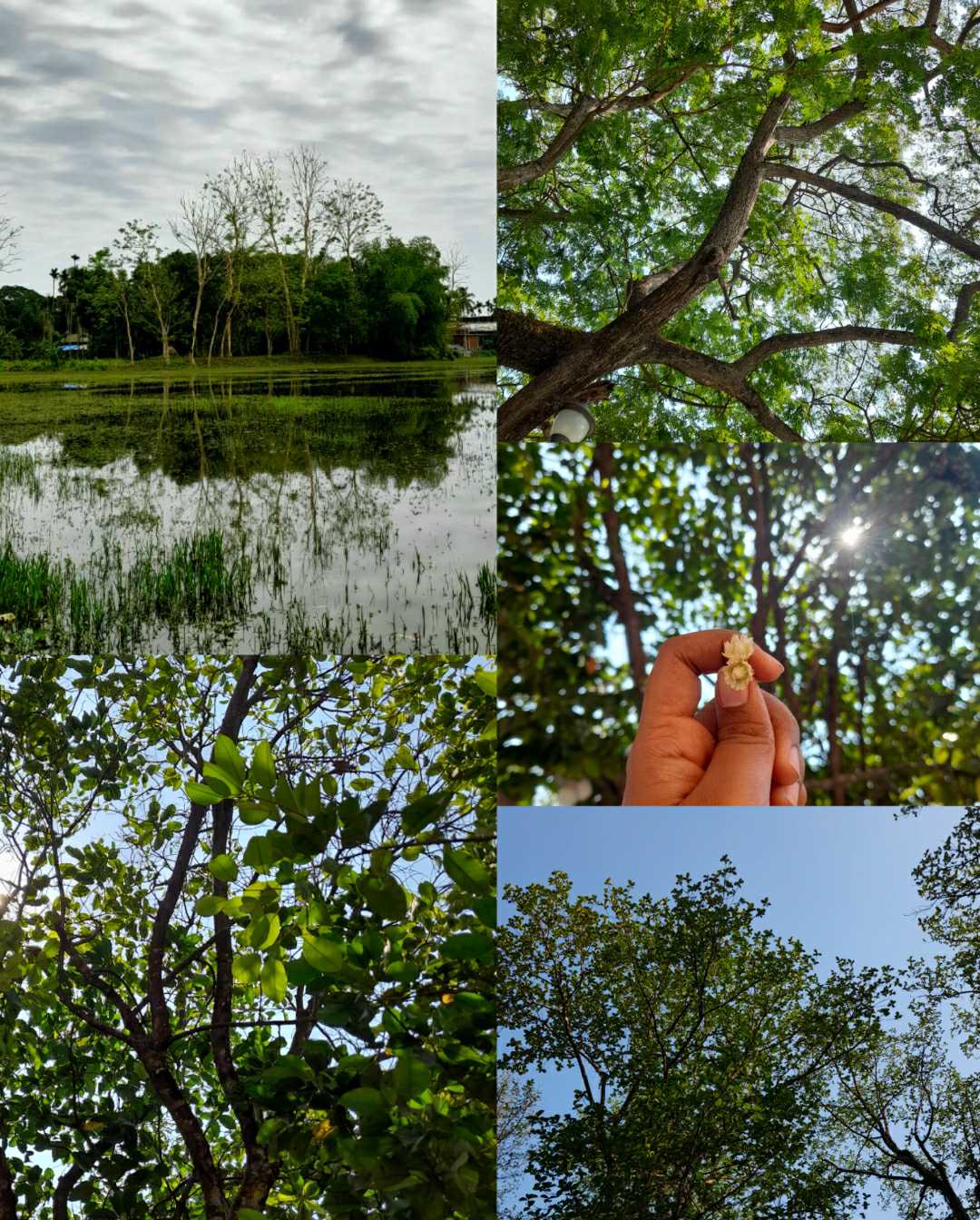 💚Nature....💚