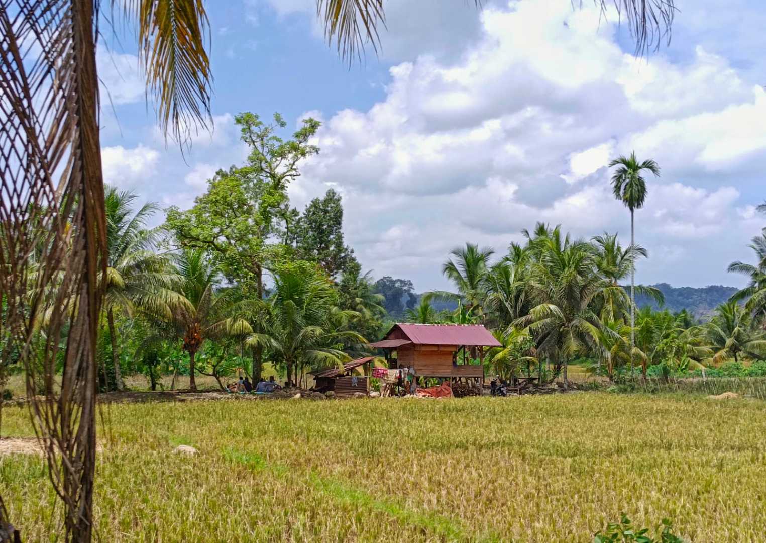 Dangau di Tengah Sawah
