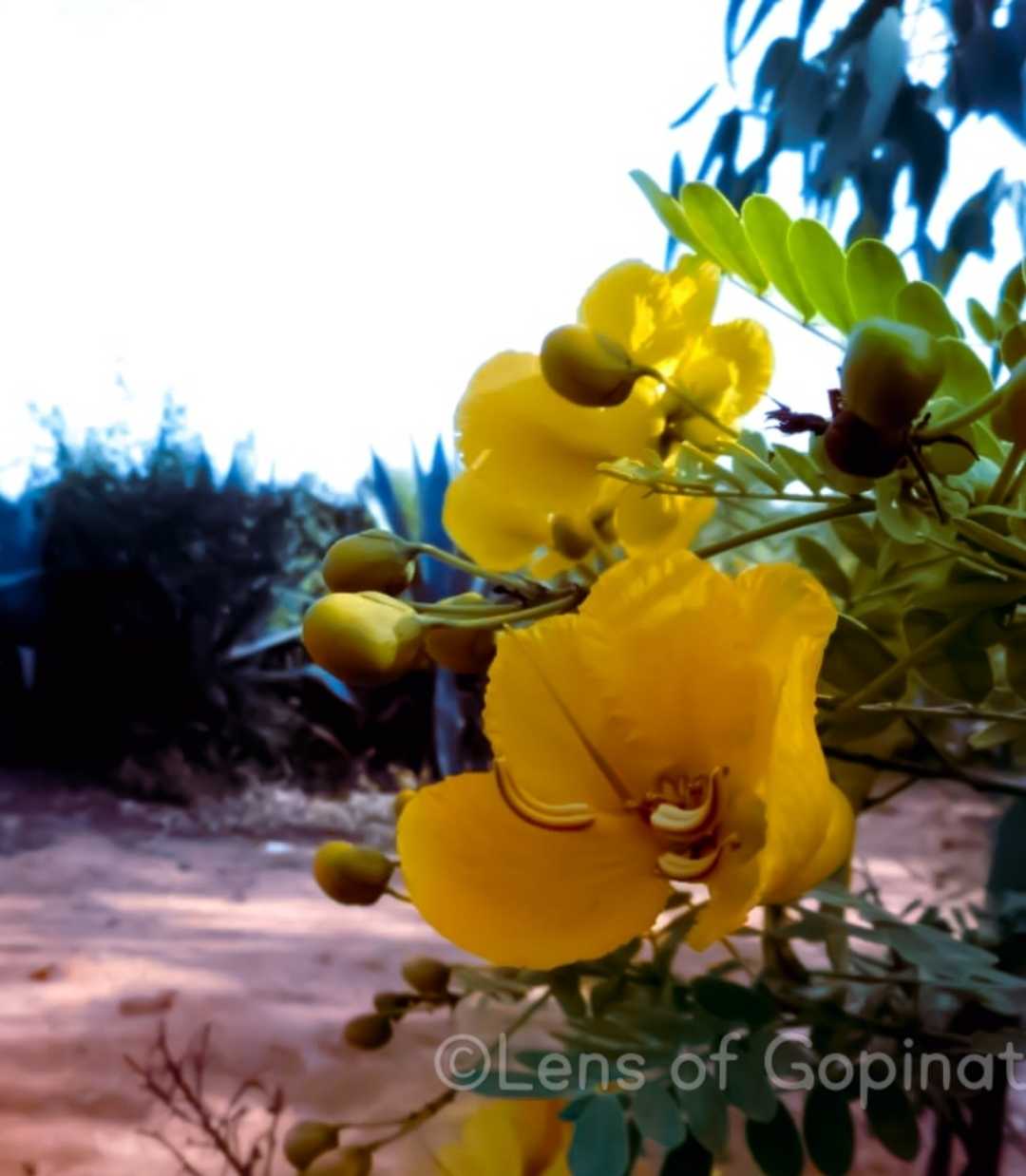 flower