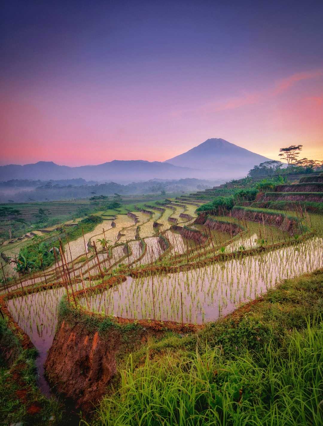 Terasering Kajoran di pagi hari