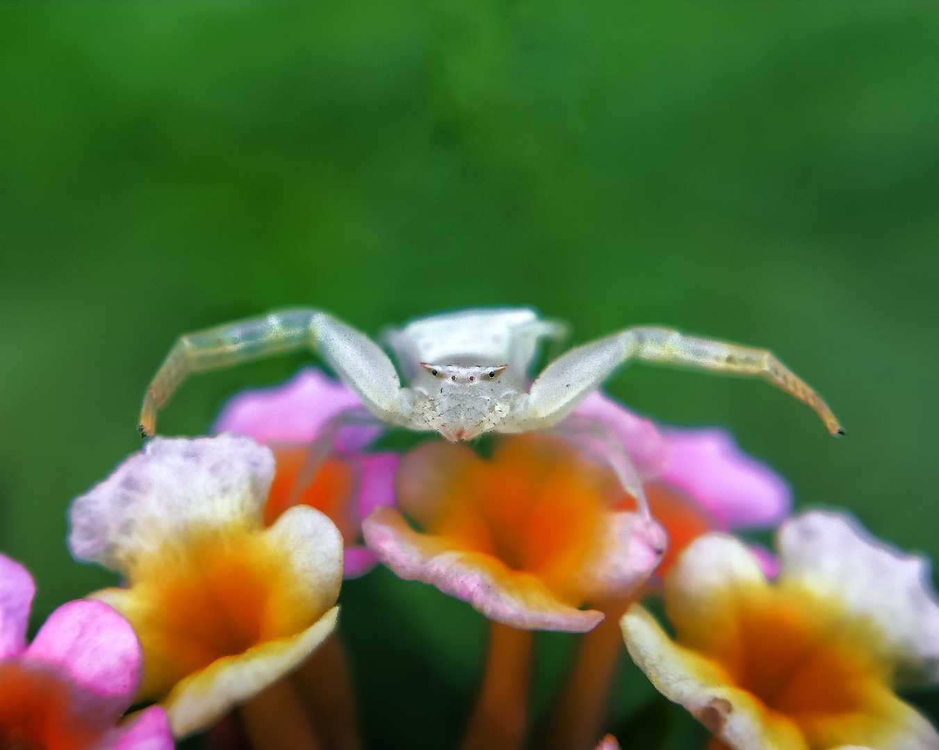 Crab spider