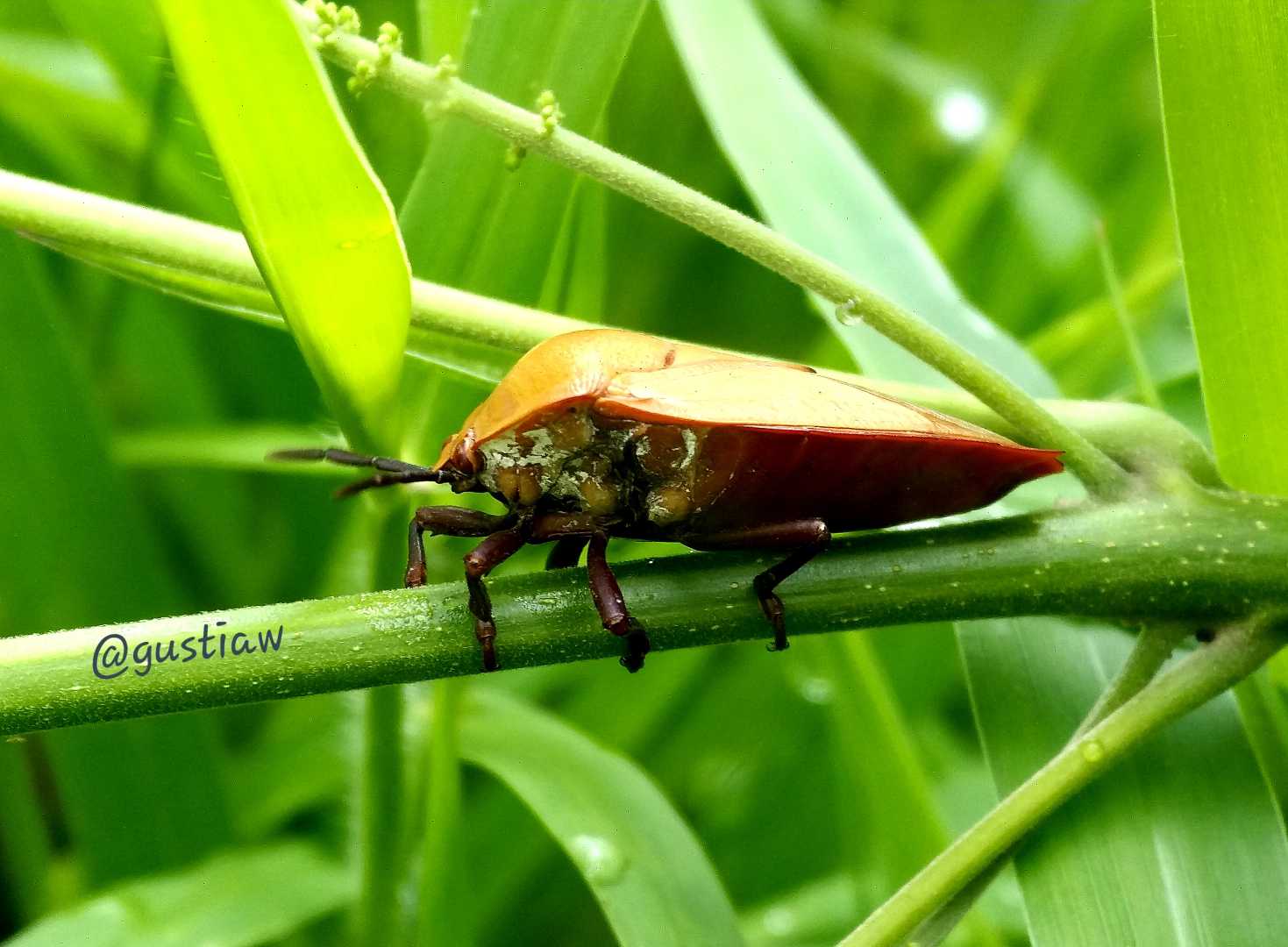 Pentatomoidea