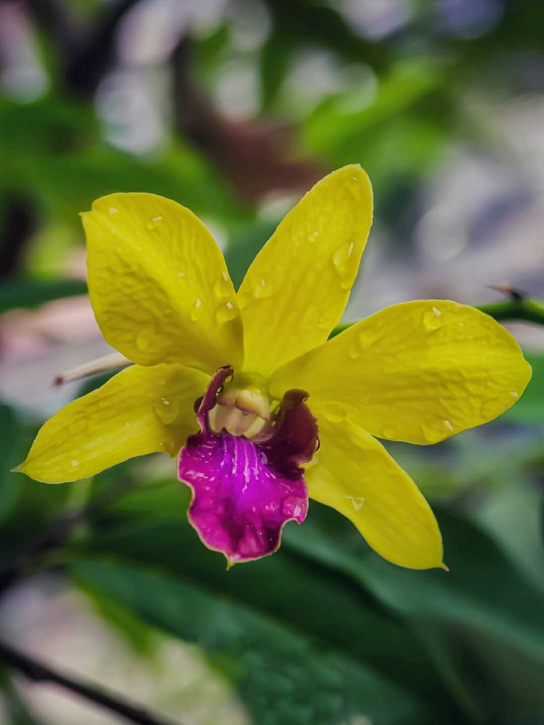 Dendrobium