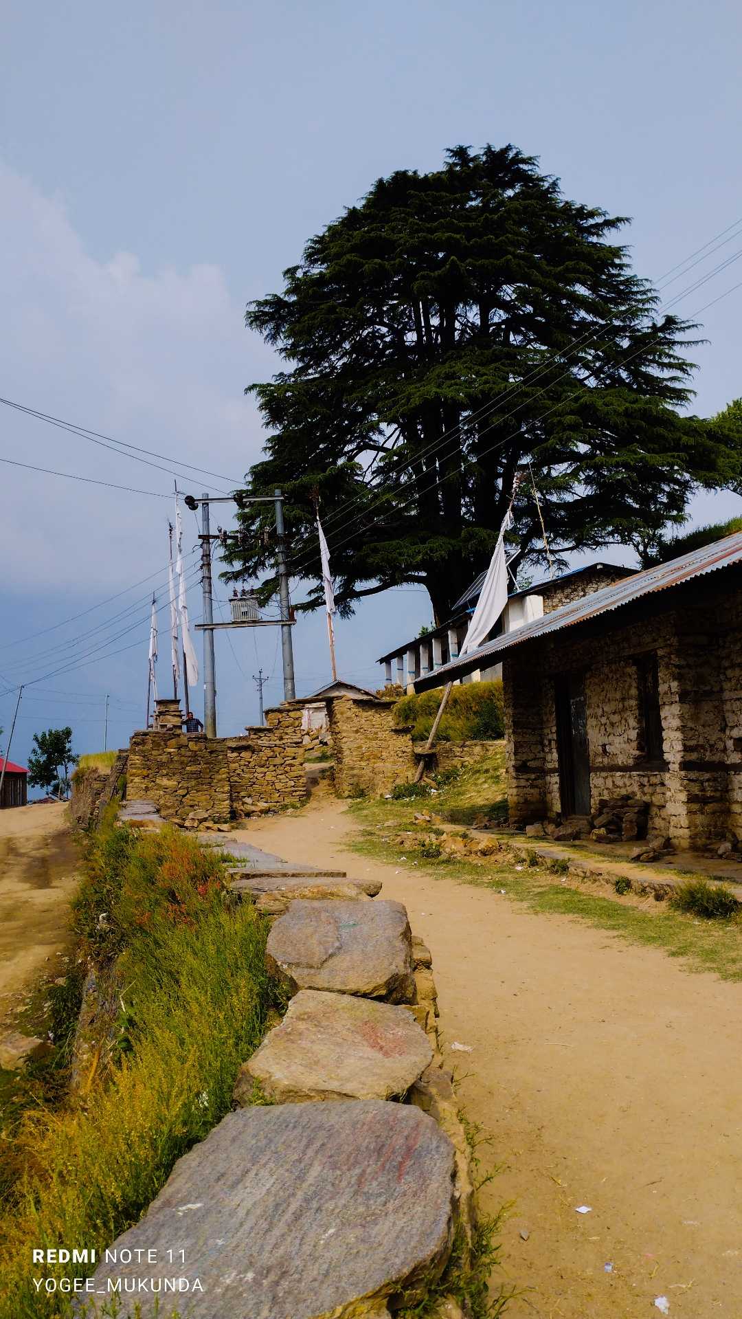 Deodar_Tree🍀