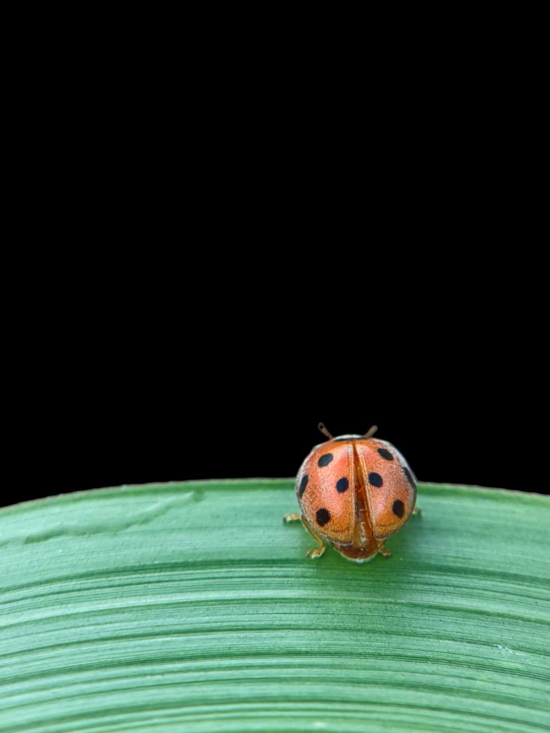 Coccinella transversalis