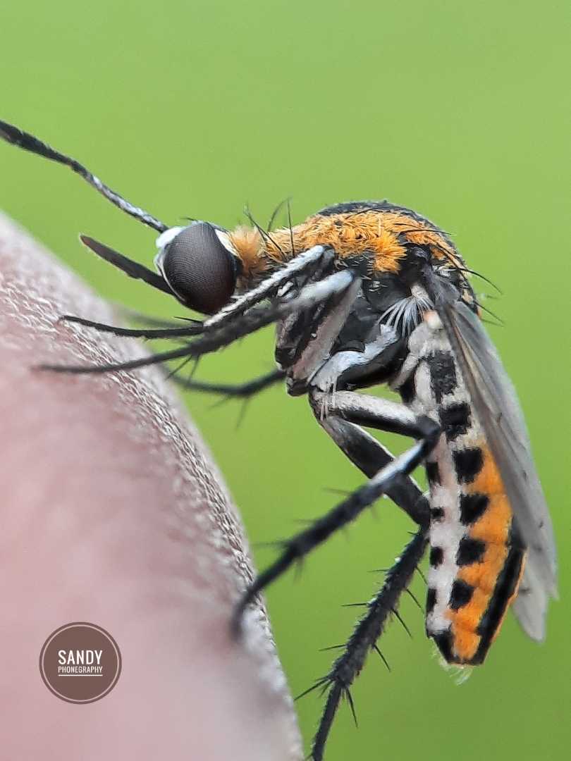 Toxophora