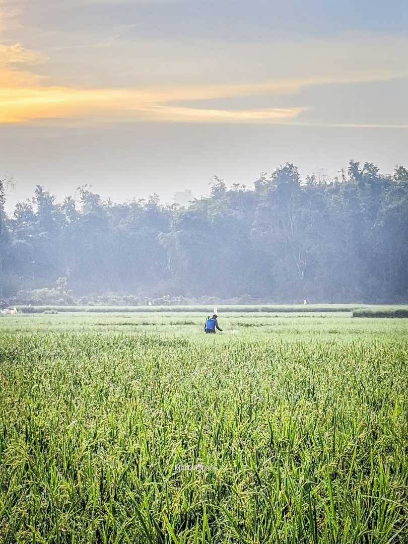pagi yang cerah