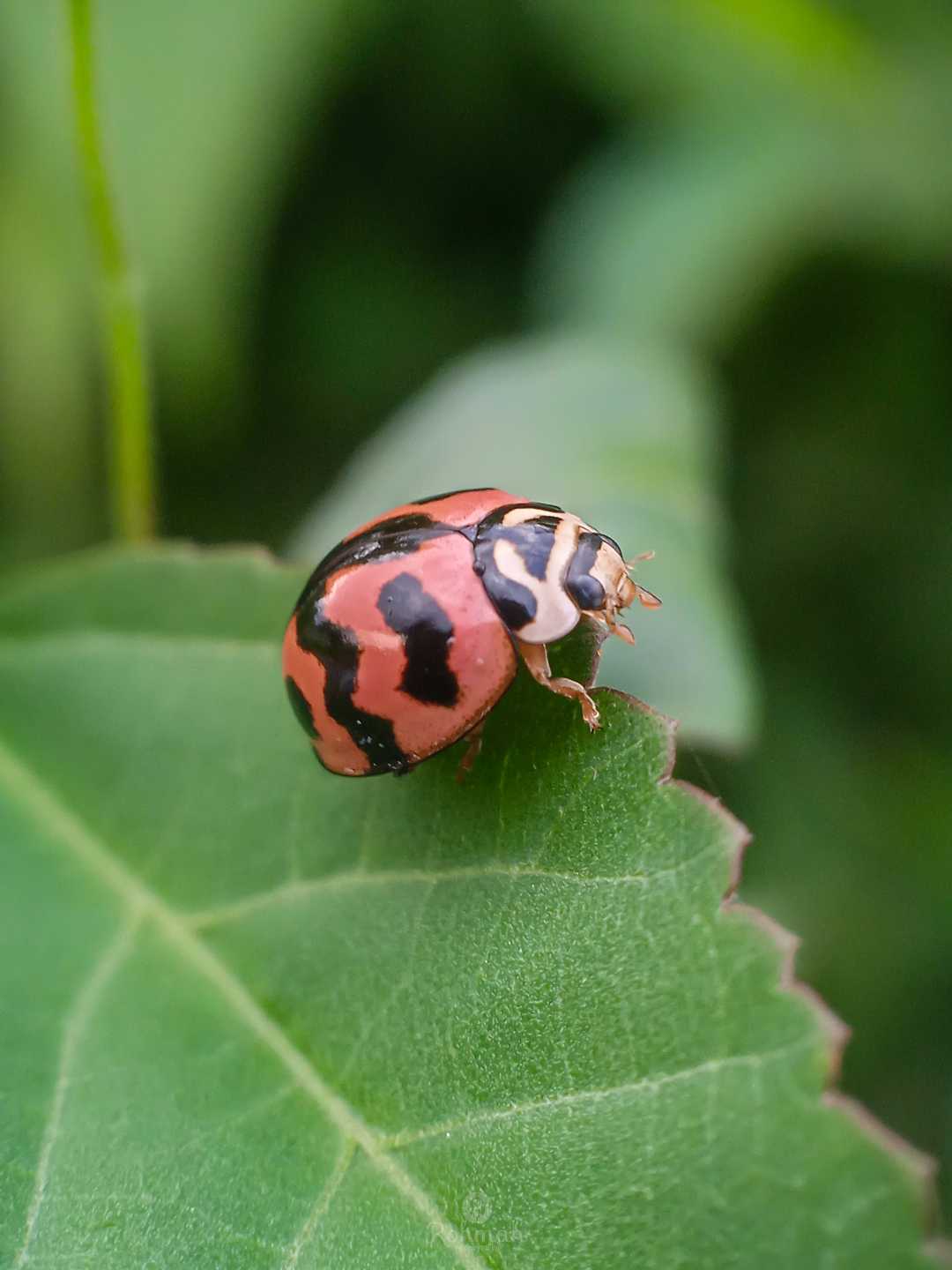 Kumbang koksi (kepik) 