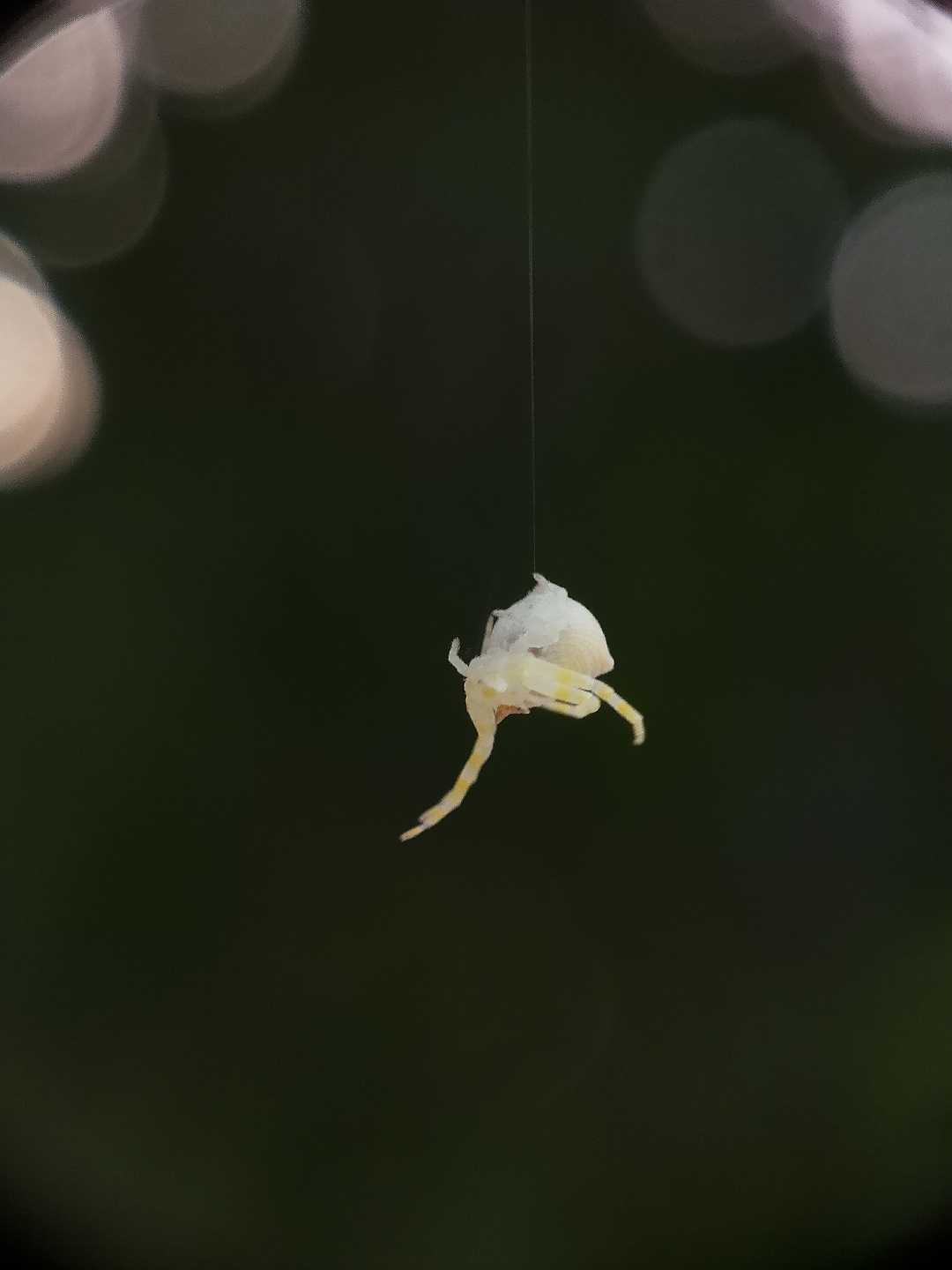 Hanging 🕷 