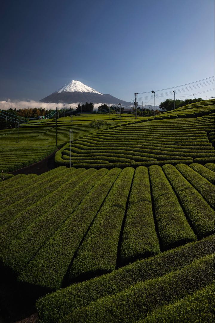 Mt Fuji and feen tea leading line  