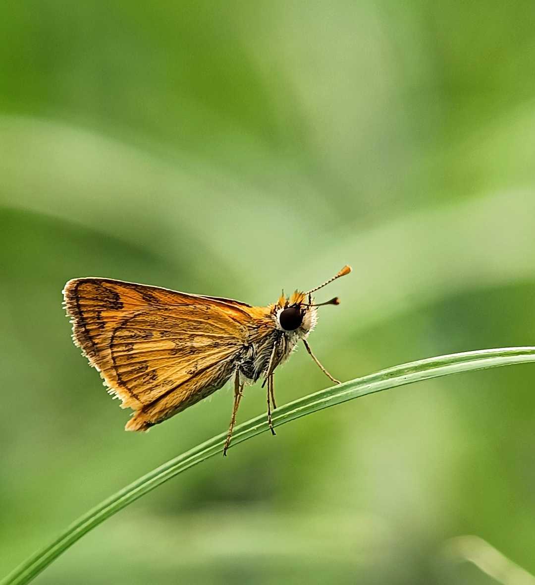 Potanthus omaha 