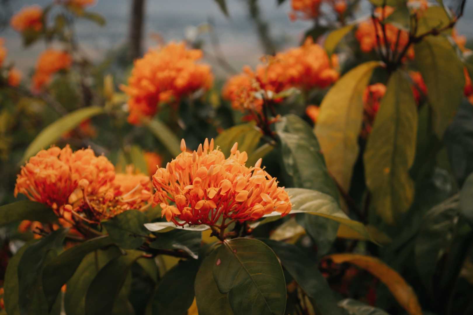 SANTAN