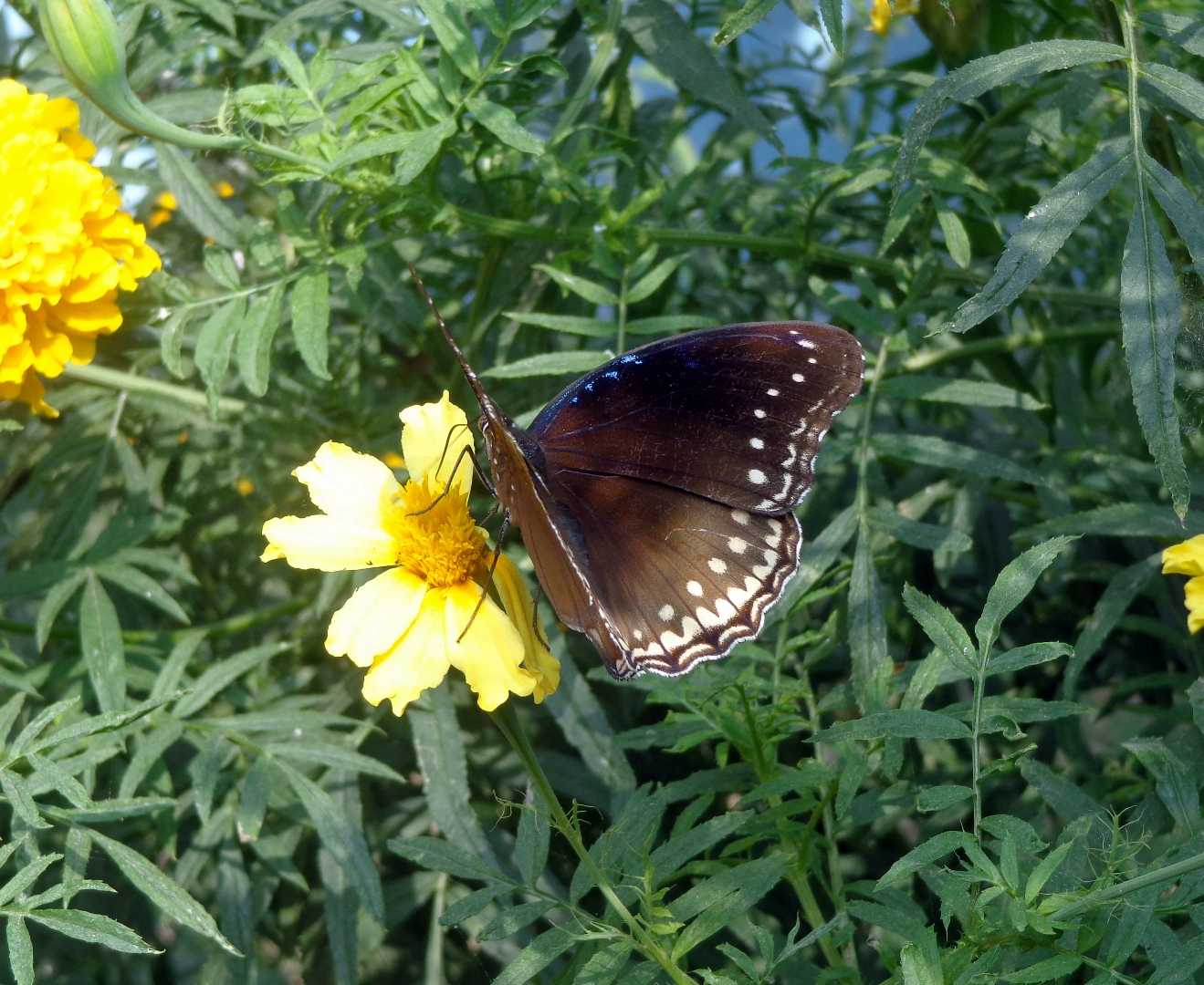 the flower and the butterfly
